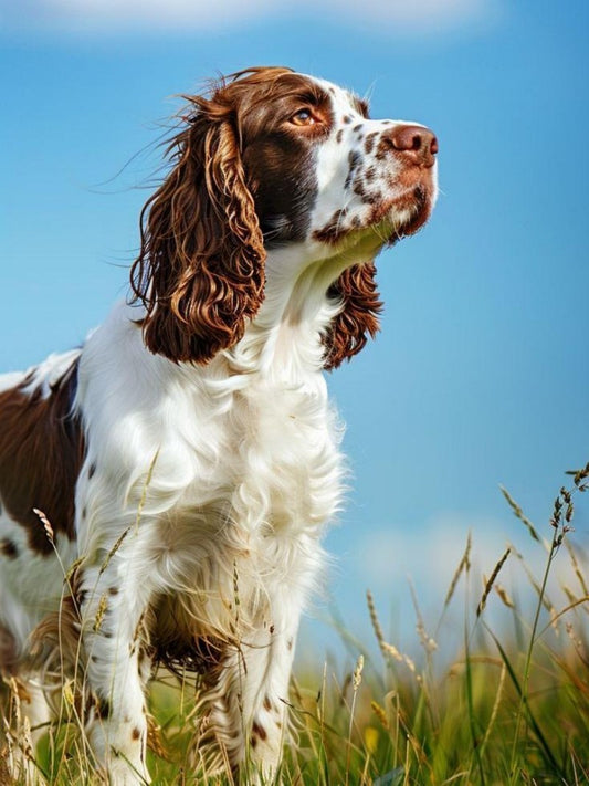 English Springer Spaniel Dog | Diamond Painting