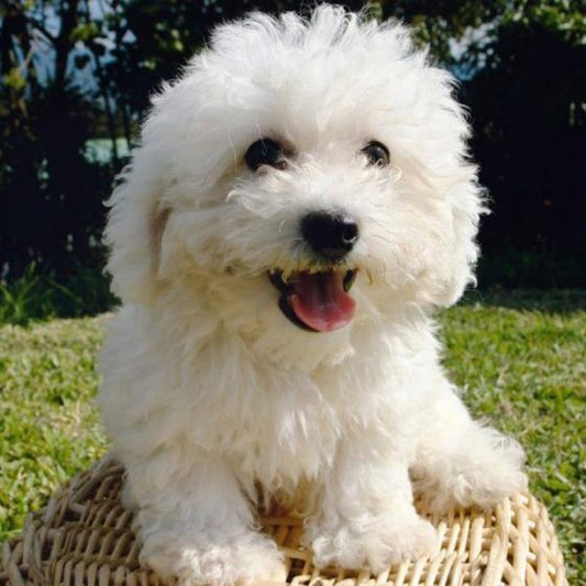 Poodle Dog | Diamond Painting