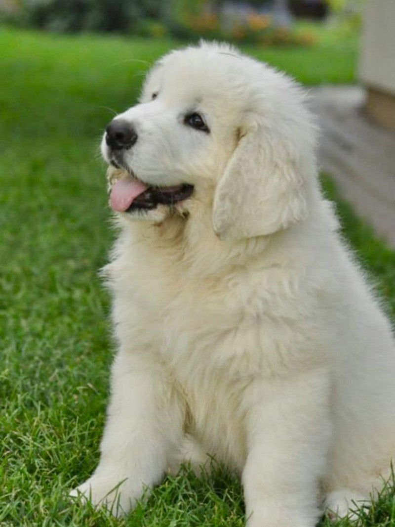 Great Pyrenees Dog | Diamond Painting