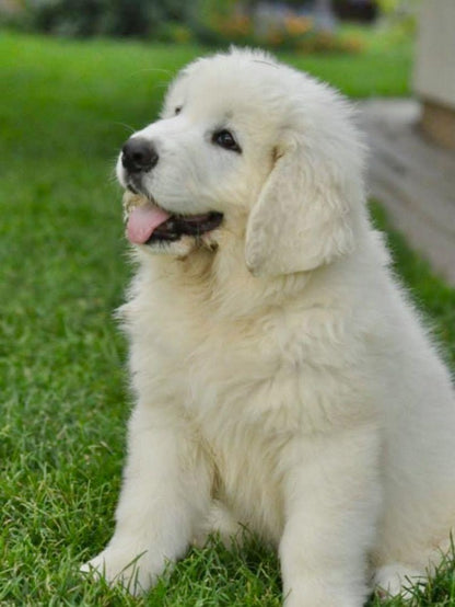 Great Pyrenees Dog | Diamond Painting