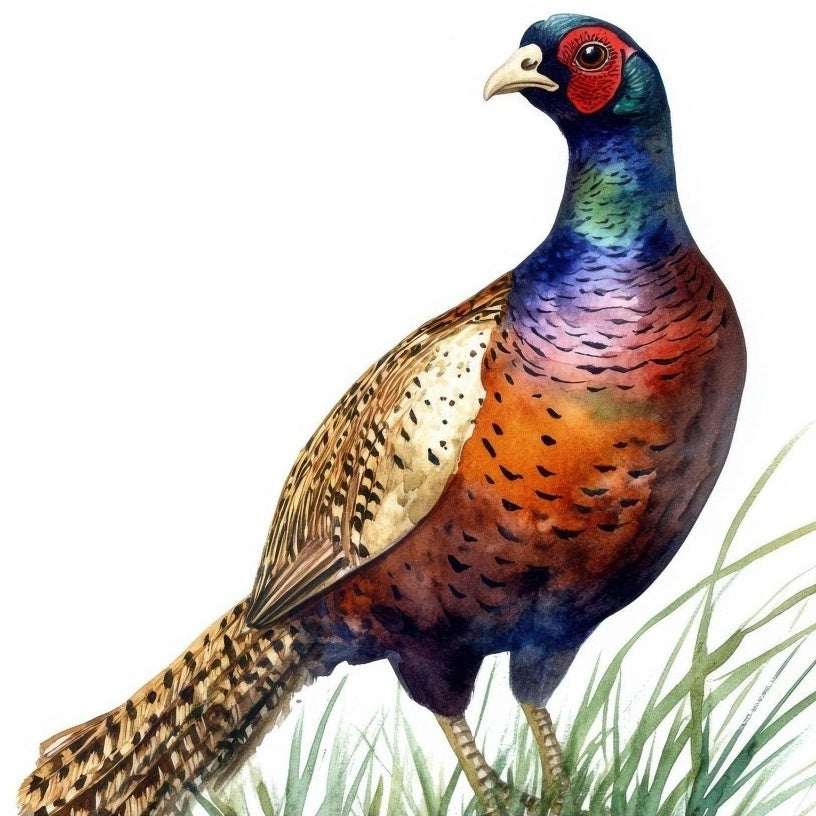 Pheasant | Diamond Painting