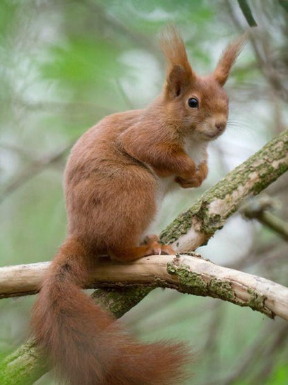 Squirrel | Diamond Painting