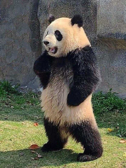 Panda | Diamond Painting