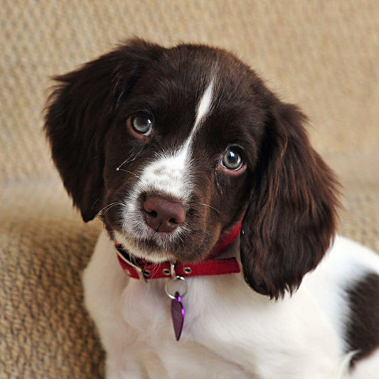 English Springer Spaniel Dog | Diamond Painting