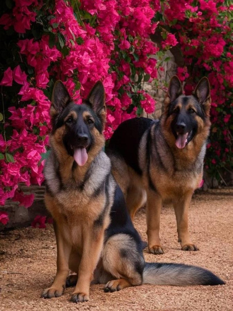 Dog German Shepherd | Diamond Painting