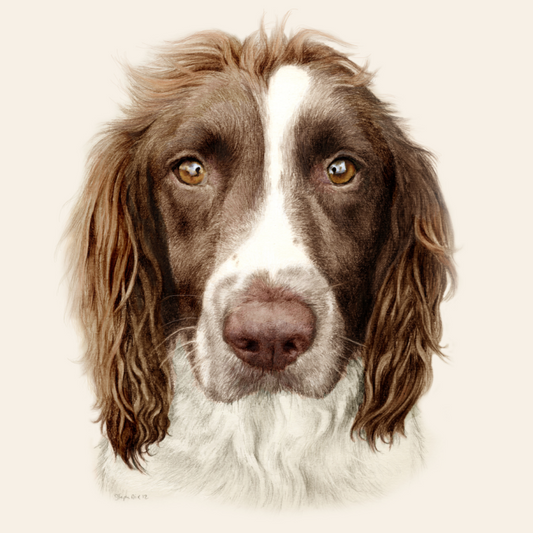 English Springer Spaniel Dog | Diamond Painting