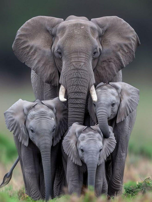 Elephant | Diamond Painting