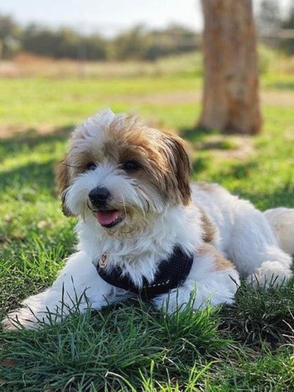 Havanese Dog | Diamond Painting