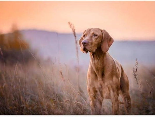 Vizsla Dog | Diamond Painting