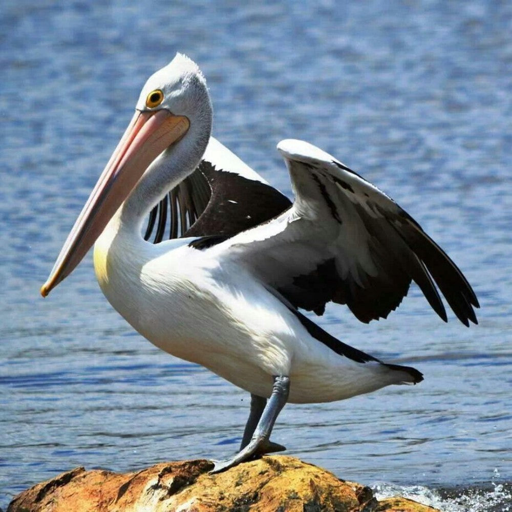 Pelican | Diamond Painting