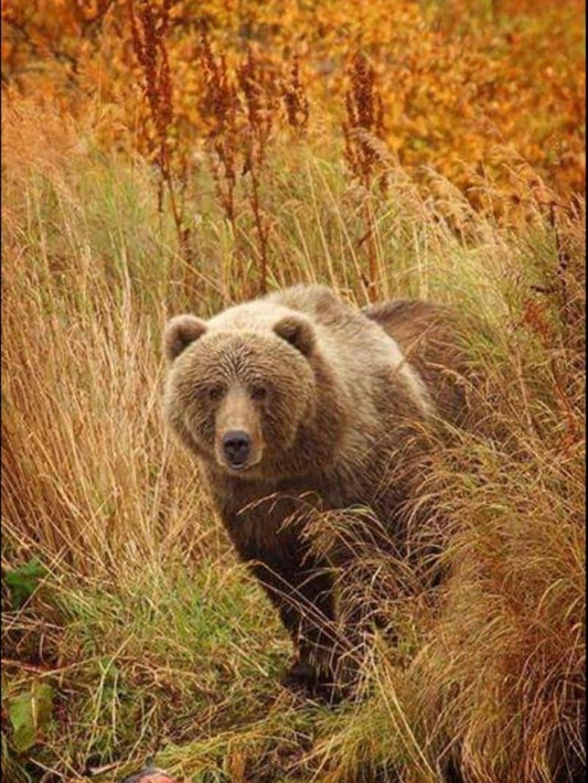Brown Bear | Diamond Painting