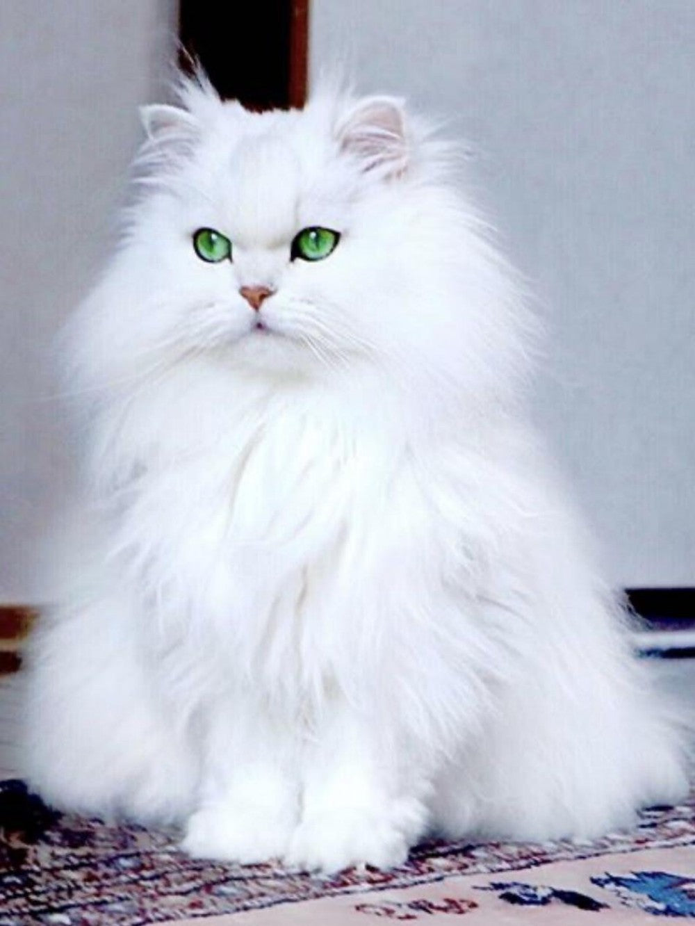 Persian Cat | Diamond Painting