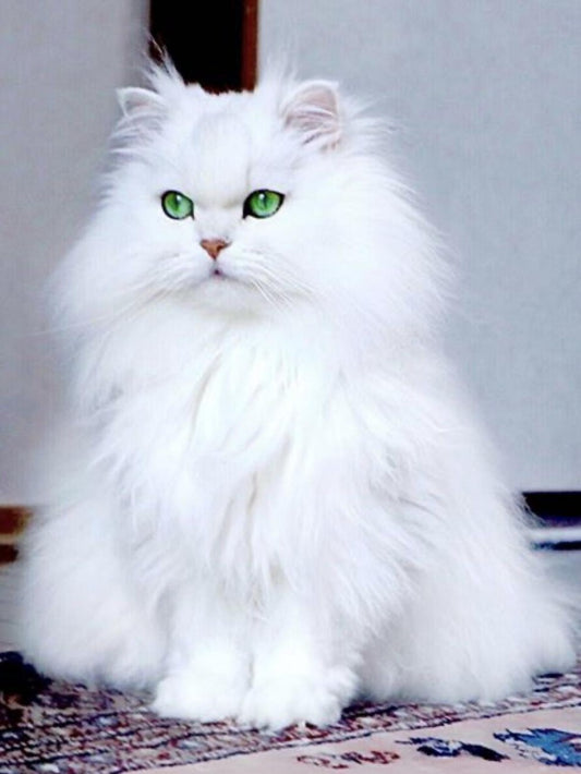 Persian Cat | Diamond Painting