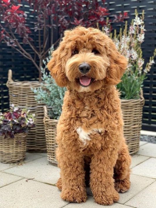 Goldendoodle Dog | Diamond Painting
