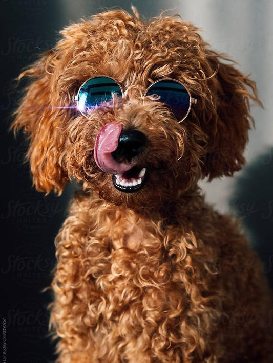 Poodle Dog | Diamond Painting