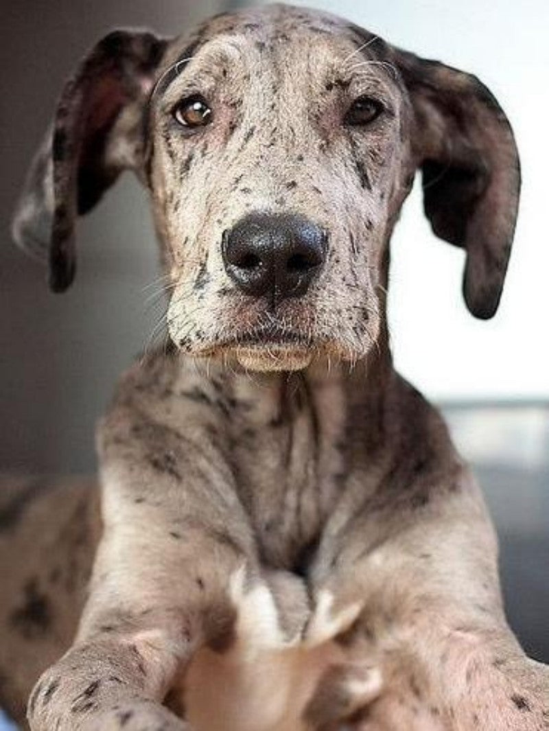 Dog Great Dane | Diamond Painting