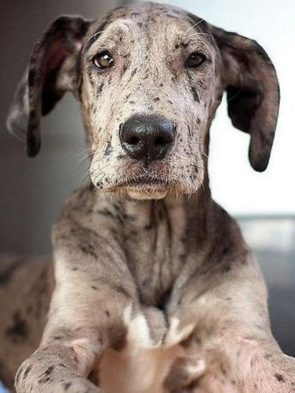 Dog Great Dane | Diamond Painting