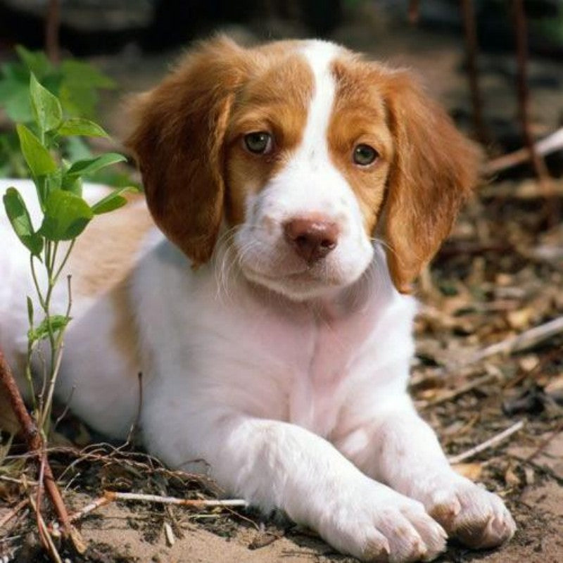 Brittany Spaniel Dog | Diamond Painting