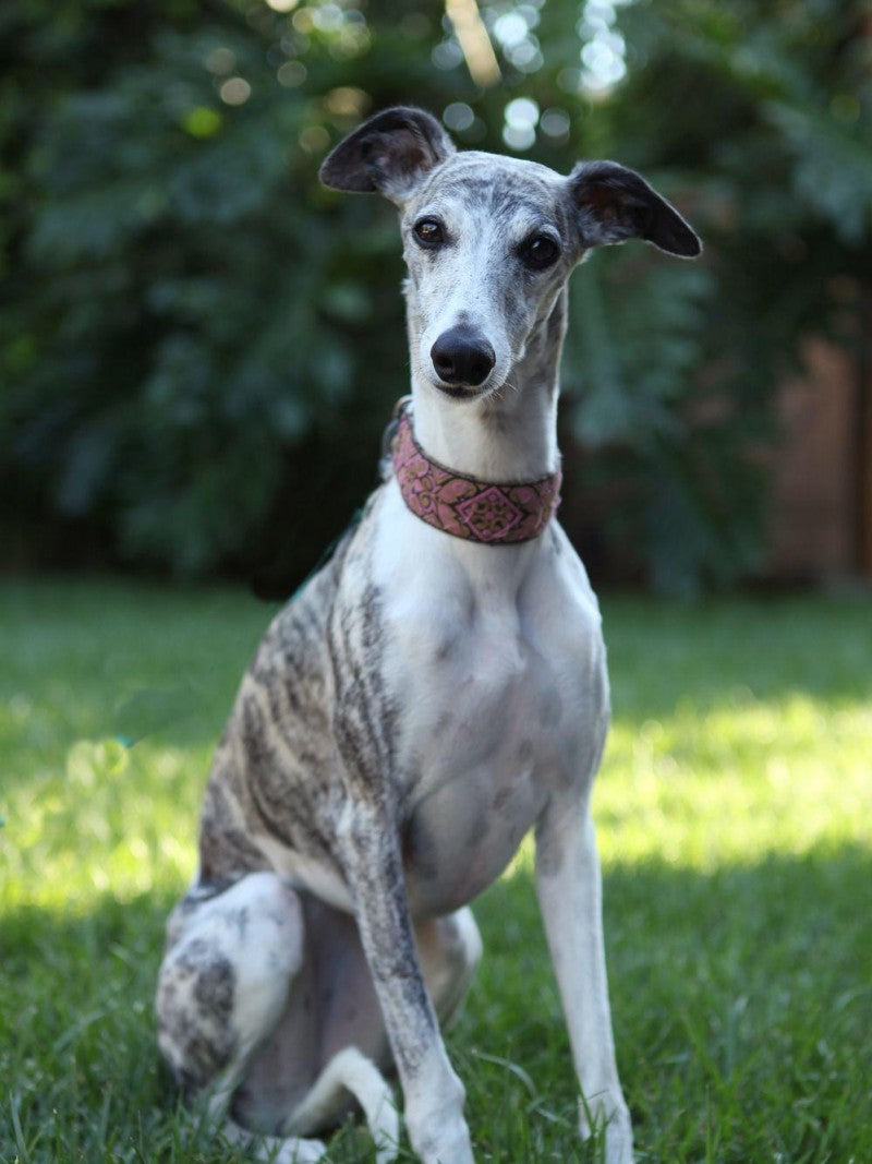 Greyhound Dog | Diamond Painting