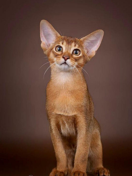 Abyssinian Cat | Diamond Painting