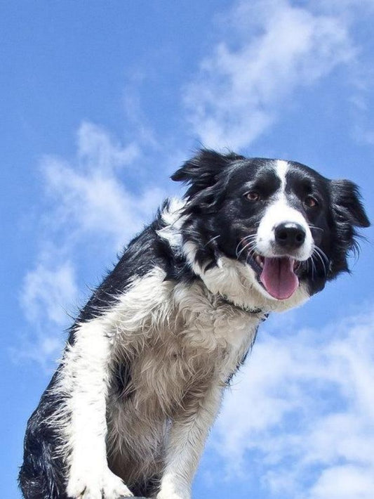 Dog Border Collie | Diamond Painting