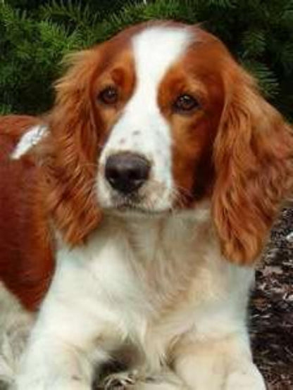 Brittany Spaniel Dog | Diamond Painting