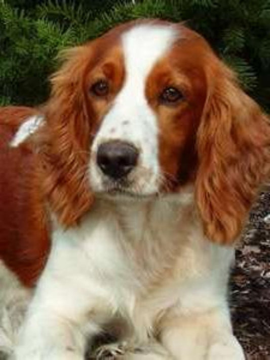 Brittany Spaniel Dog | Diamond Painting