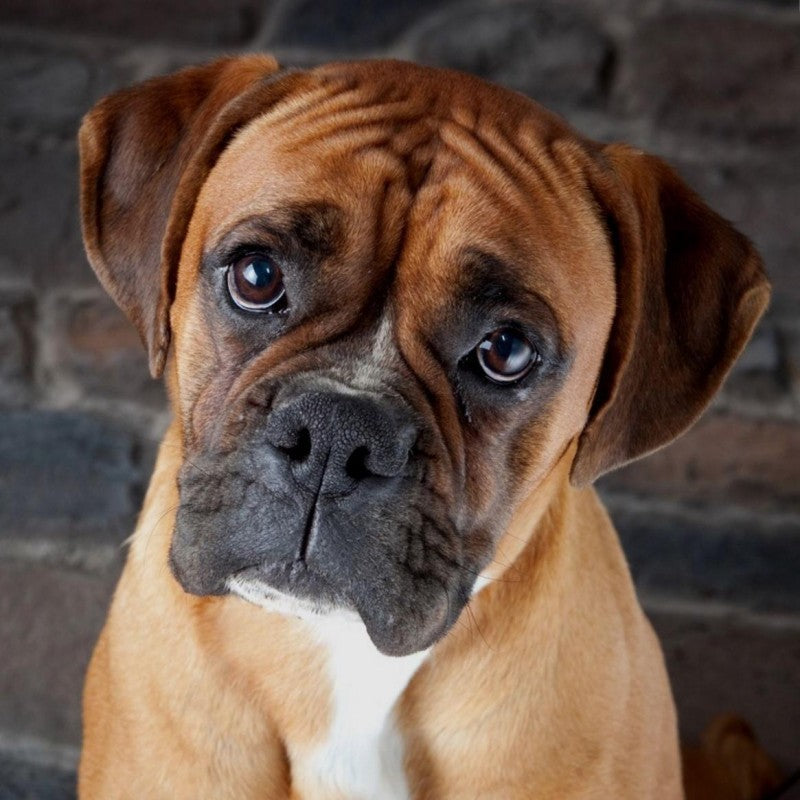 Boxer Dog | Diamond Painting