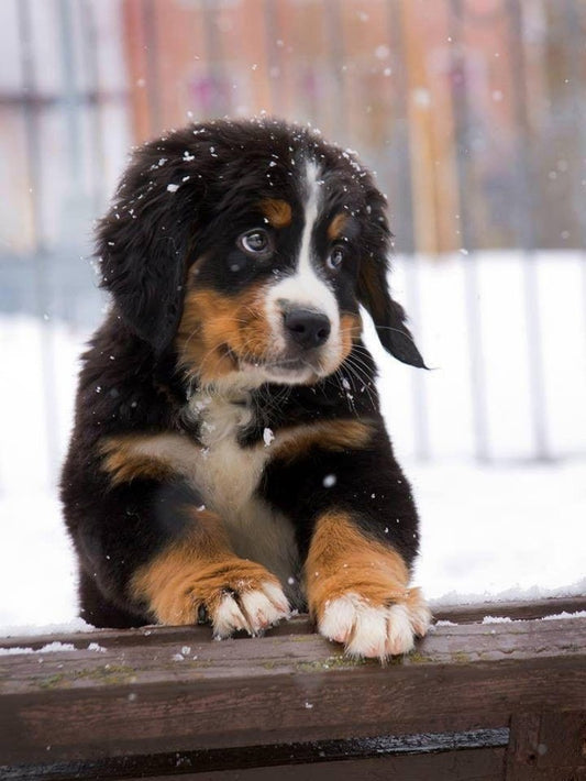 Bernese Mountain Dog | Diamond Painting