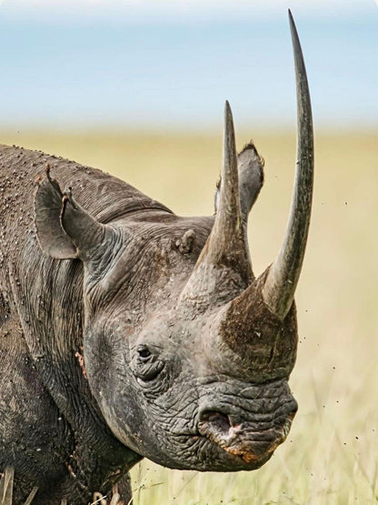 Rhino | Diamond Painting