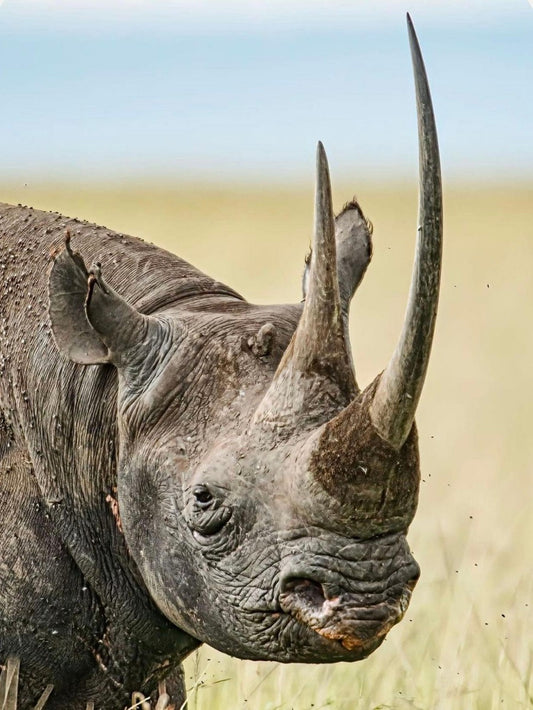 Rhino | Diamond Painting