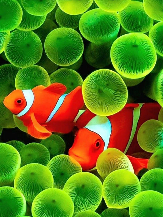 Clown Fish | Diamond Painting