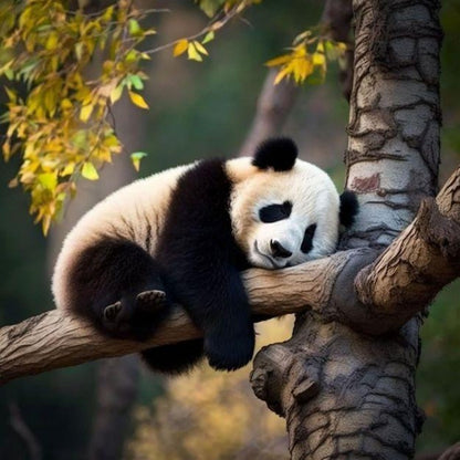 Panda | Diamond Painting