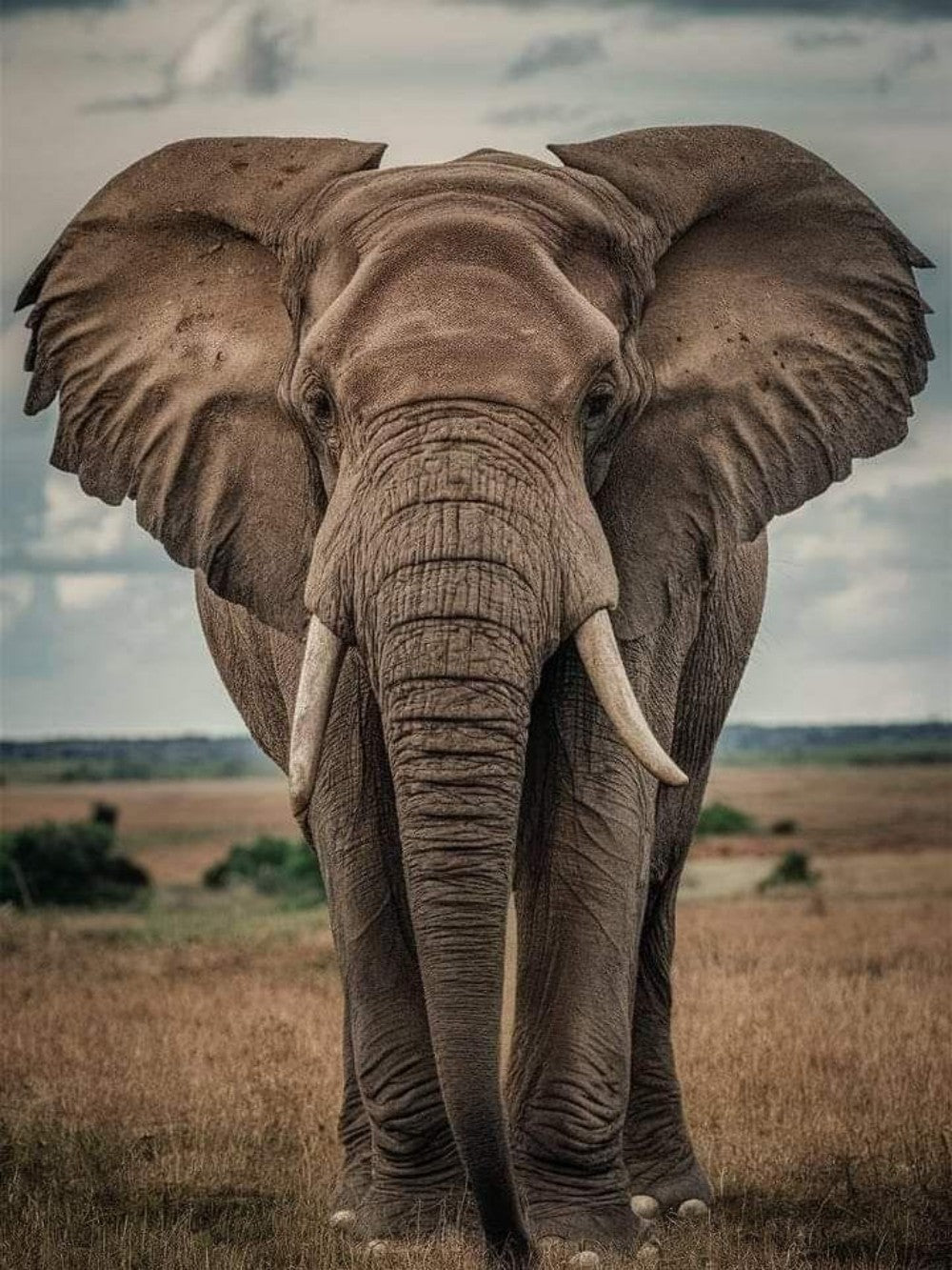 Elephant | Diamond Painting