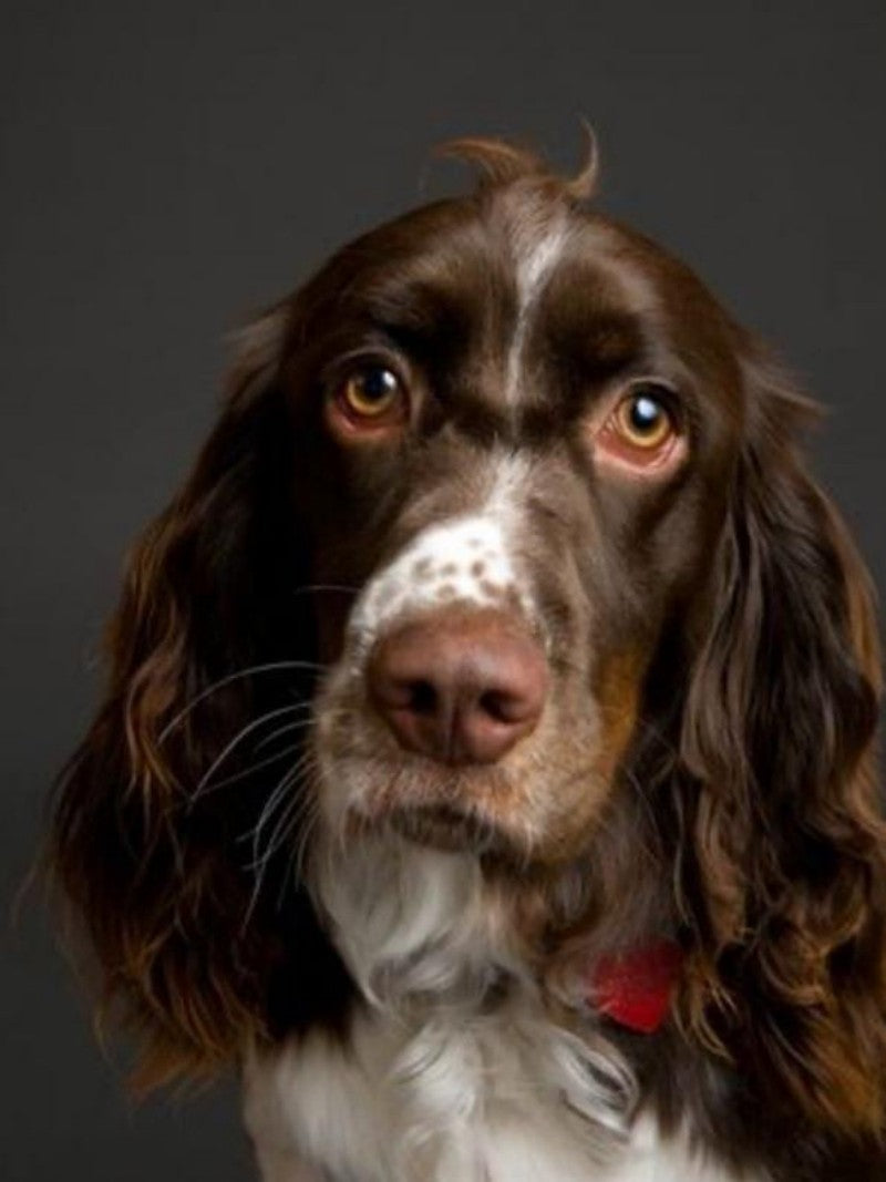 English Springer Spaniel Dog | Diamond Painting