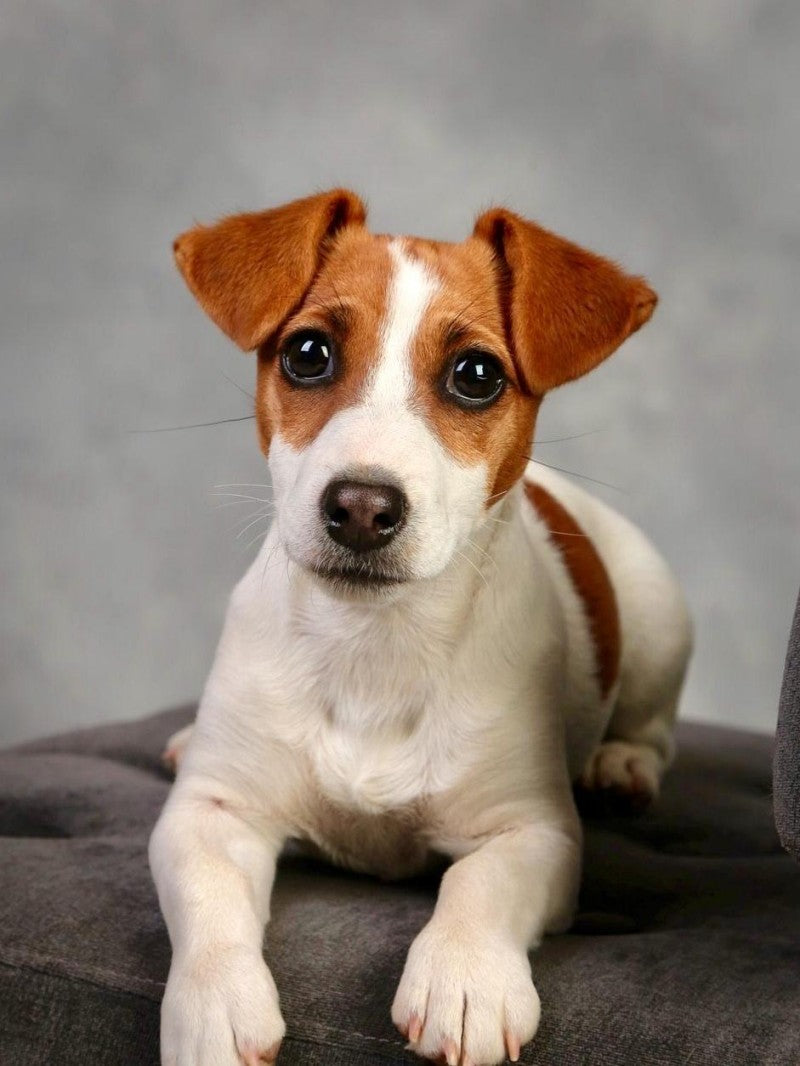 Dog Jack Russell | Diamond Painting