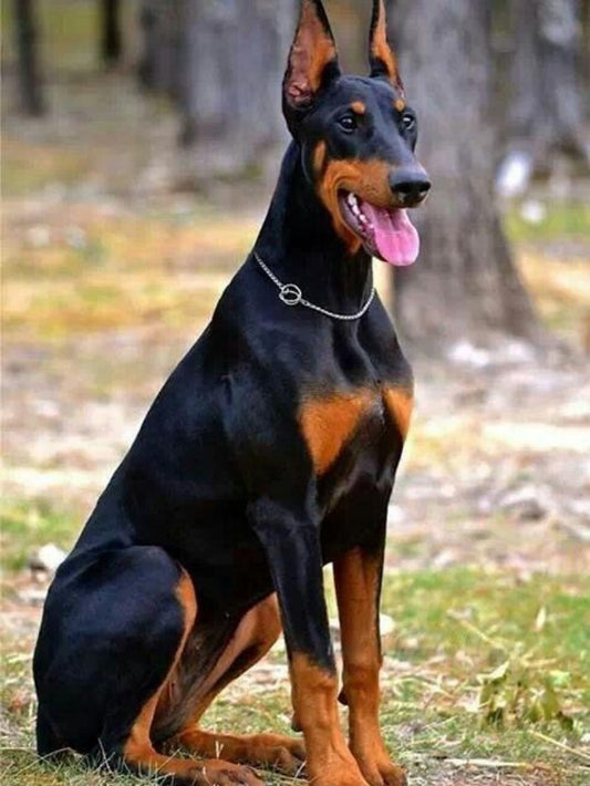 Dog Doberman | Diamond Painting