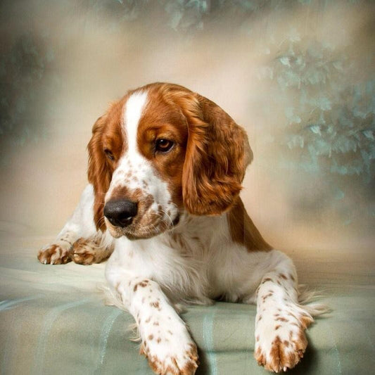 Brittany Spaniel Dog | Diamond Painting