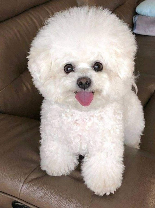 Dog Bichon Frise | Diamond Painting