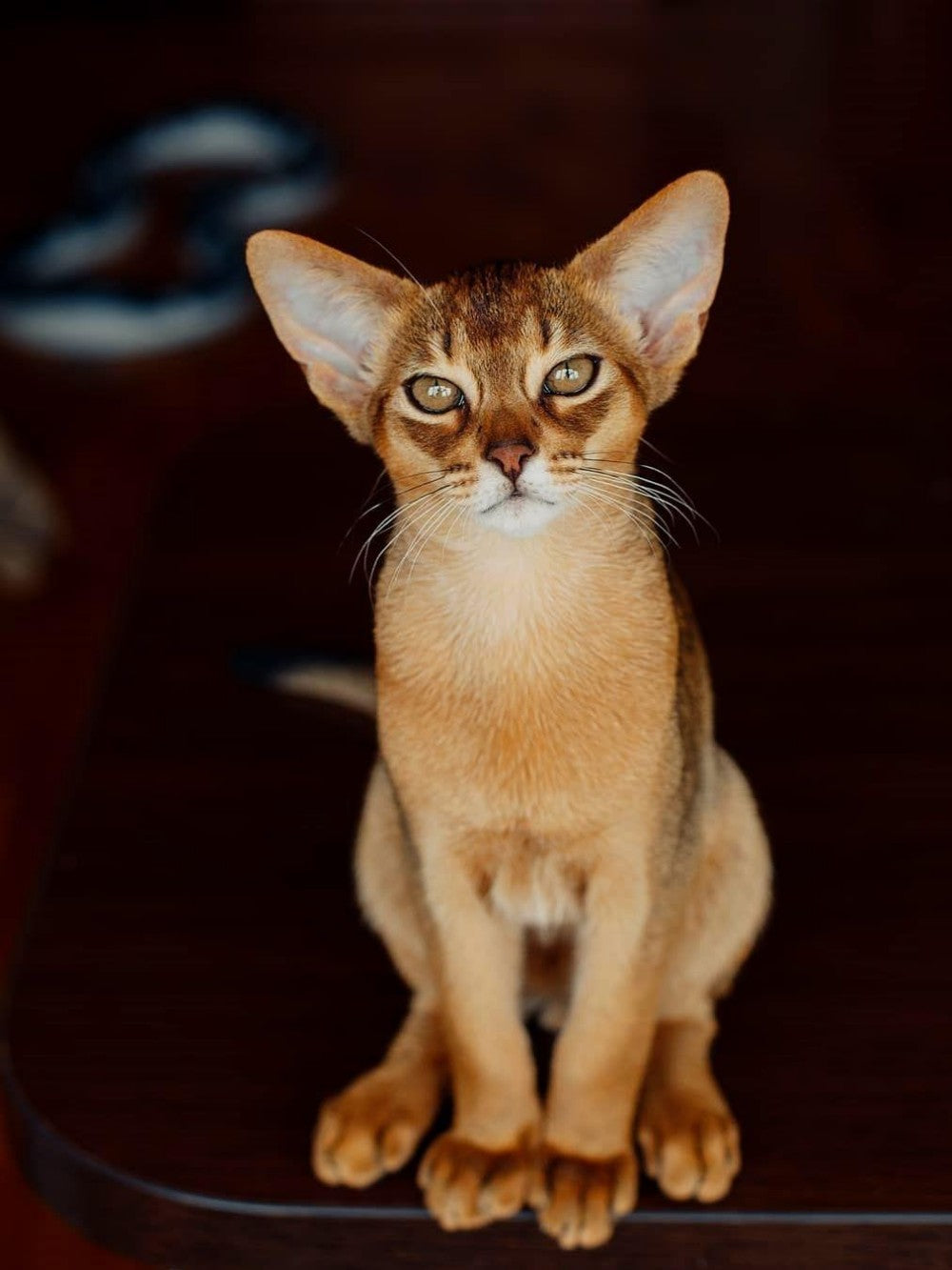 Abyssinian Cat | Diamond Painting
