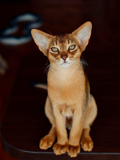 Abyssinian Cat | Diamond Painting