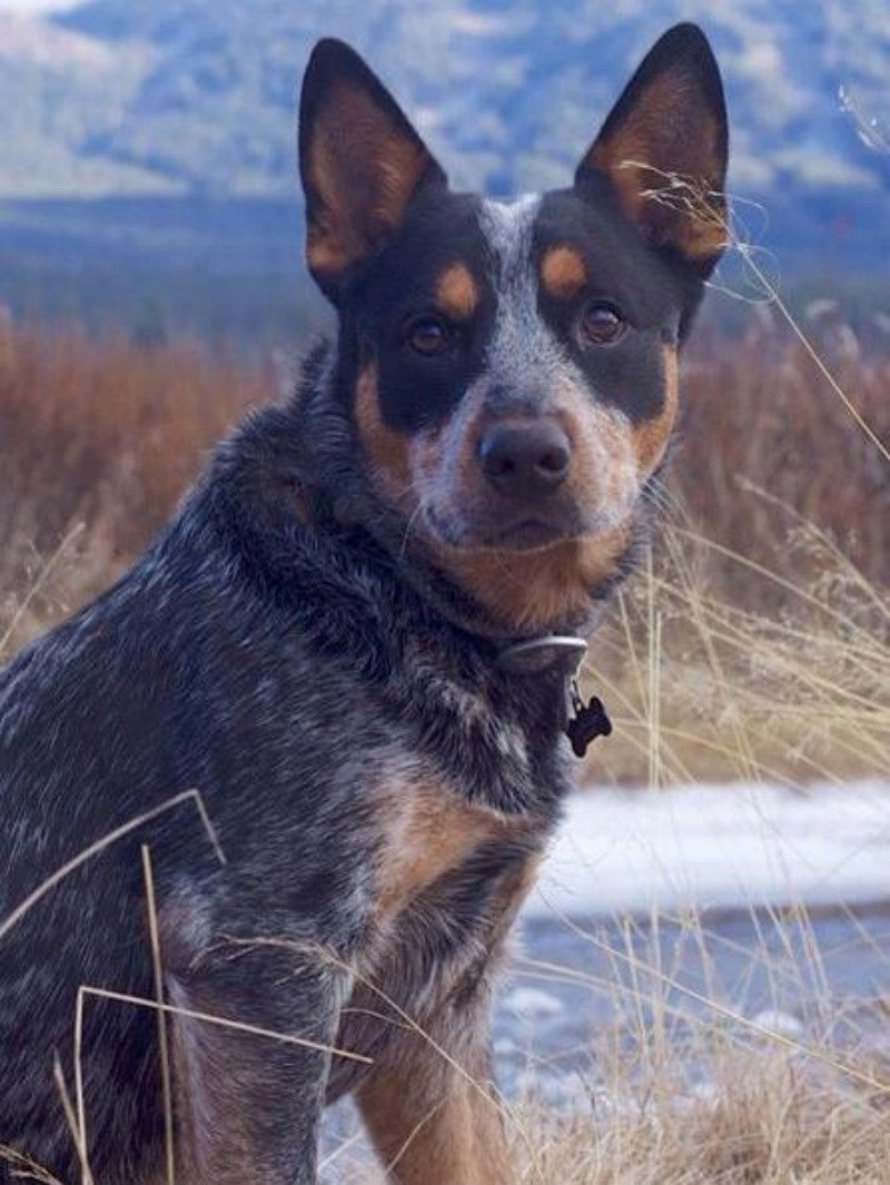 Cattle Dog (Blue Heeler) | Diamond Painting