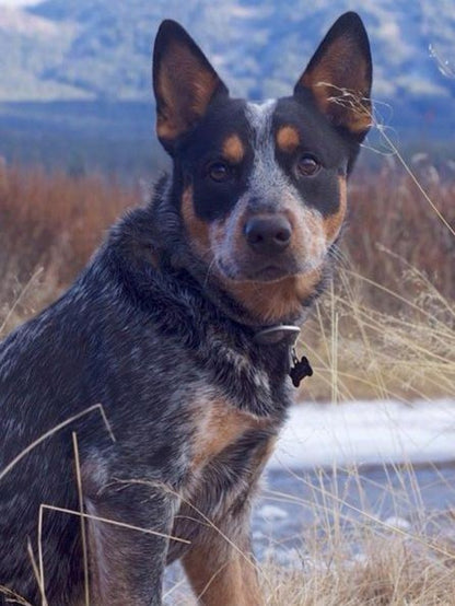 Cattle Dog (Blue Heeler) | Diamond Painting