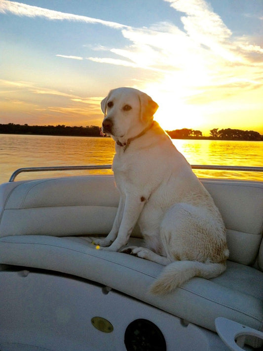 Yellow Labrador Dog | Diamond Painting