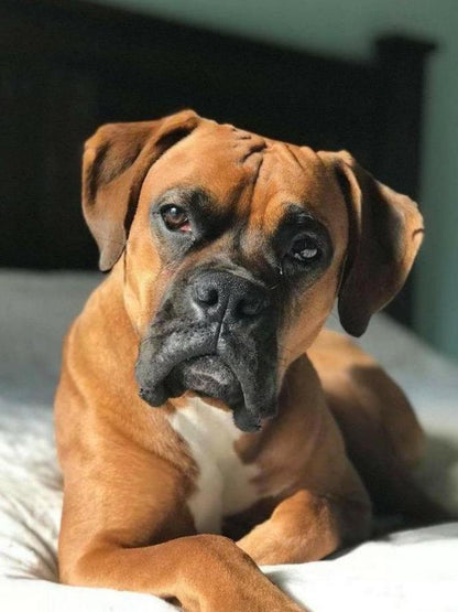 Boxer Dog | Diamond Painting