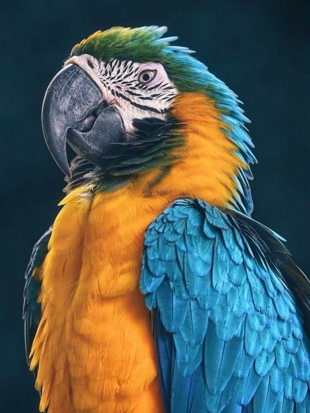 Macaw | Diamond Painting