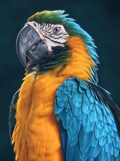 Macaw | Diamond Painting