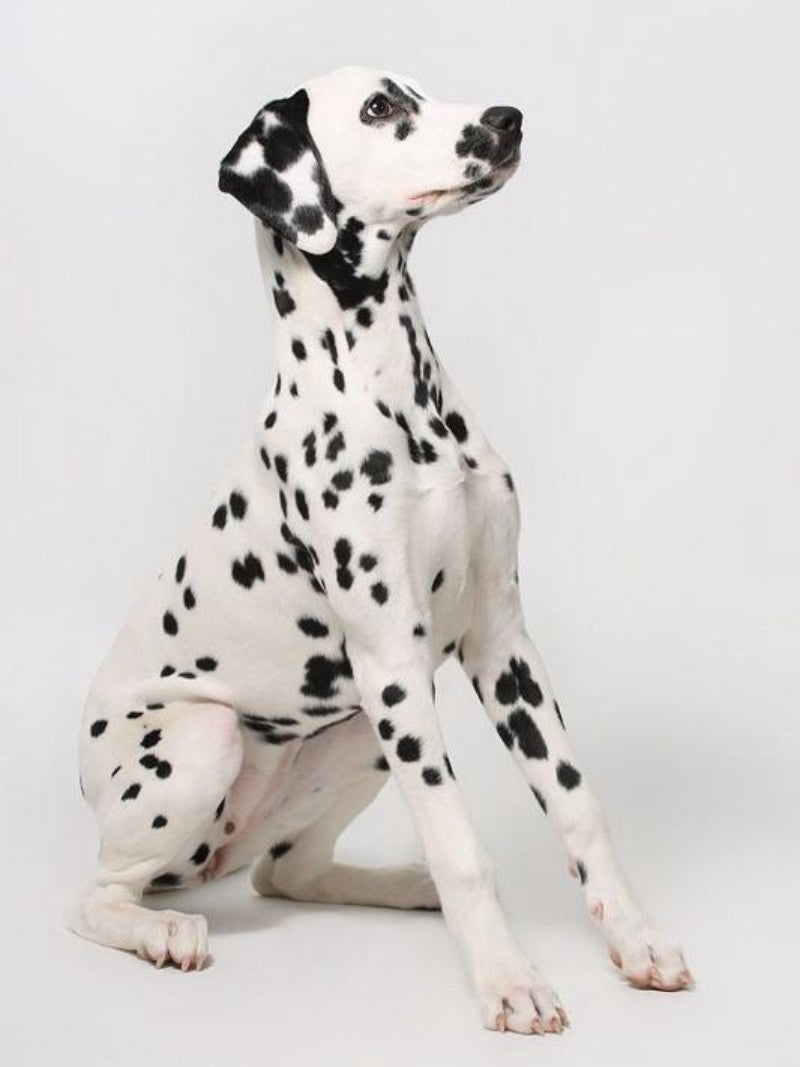 Dalmatians Dog | Diamond Painting