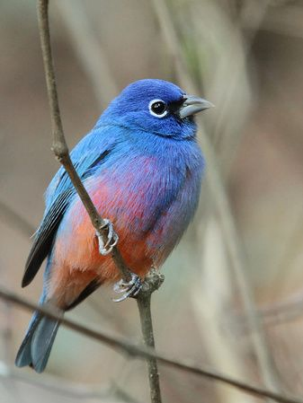 Blue Bird | Diamond Painting