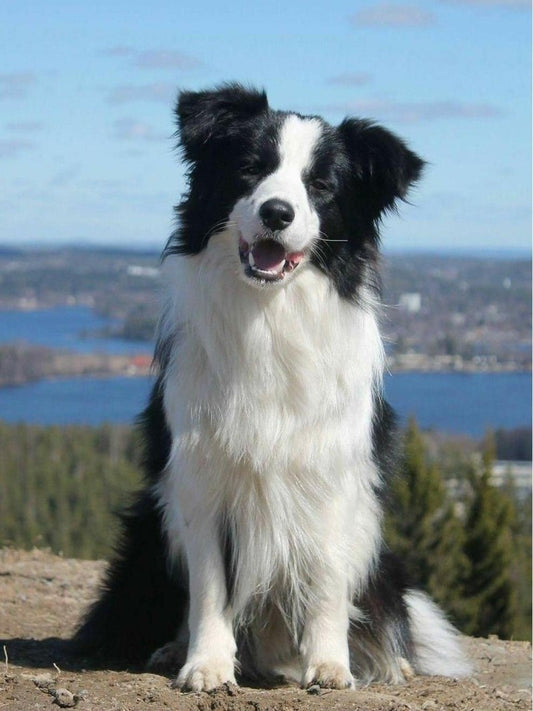 Dog Border Collie | Diamond Painting
